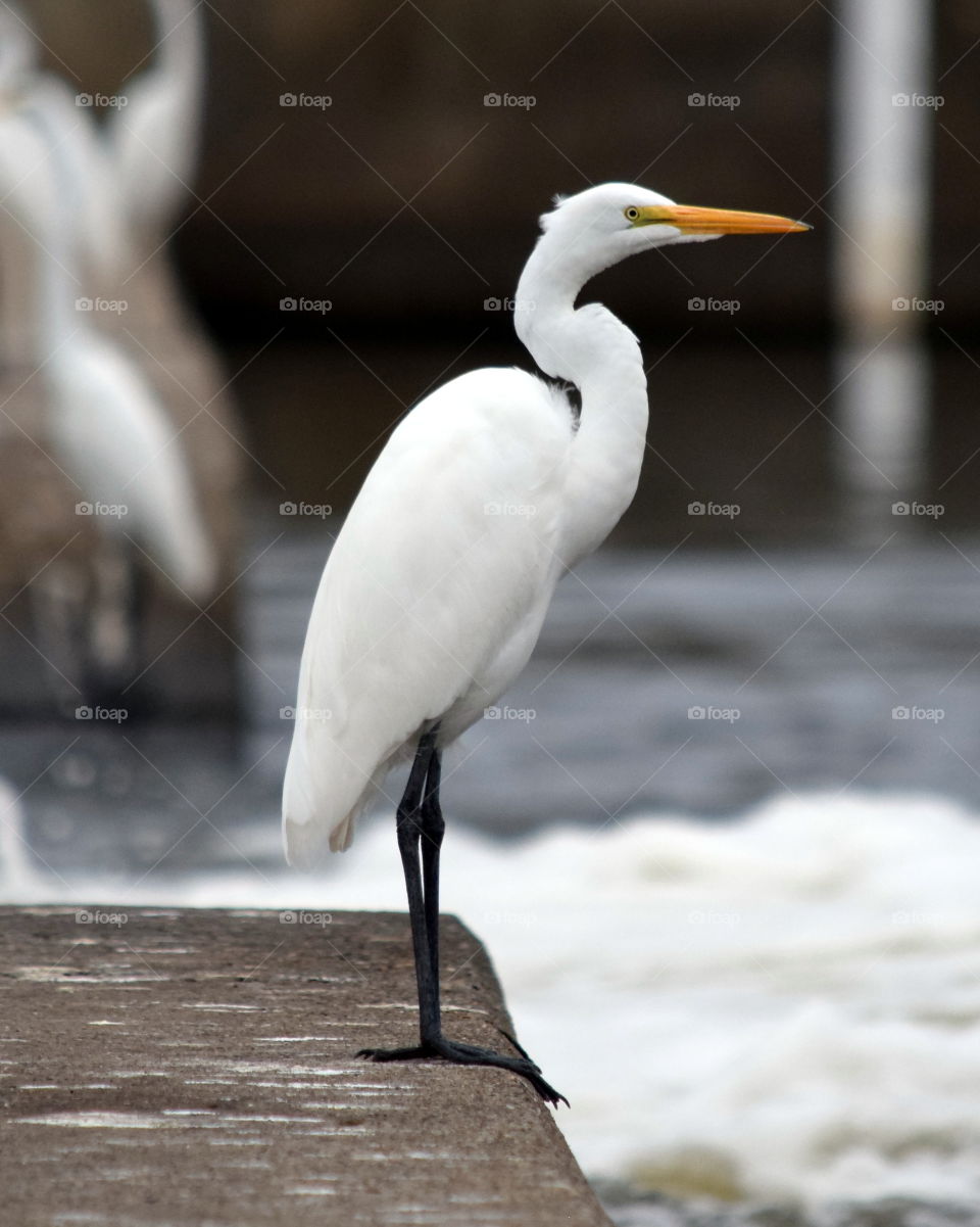 Egret