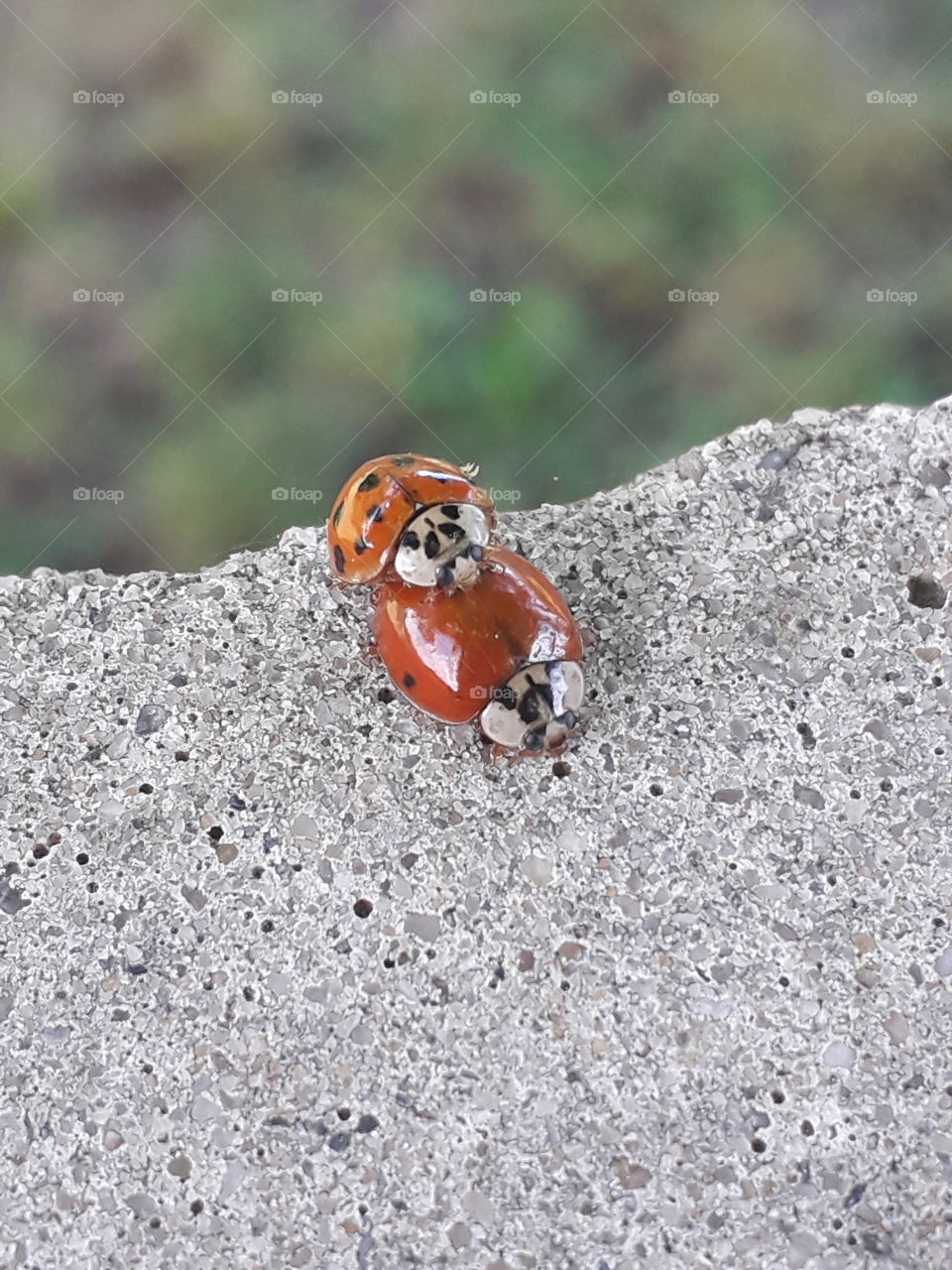 ladybug love