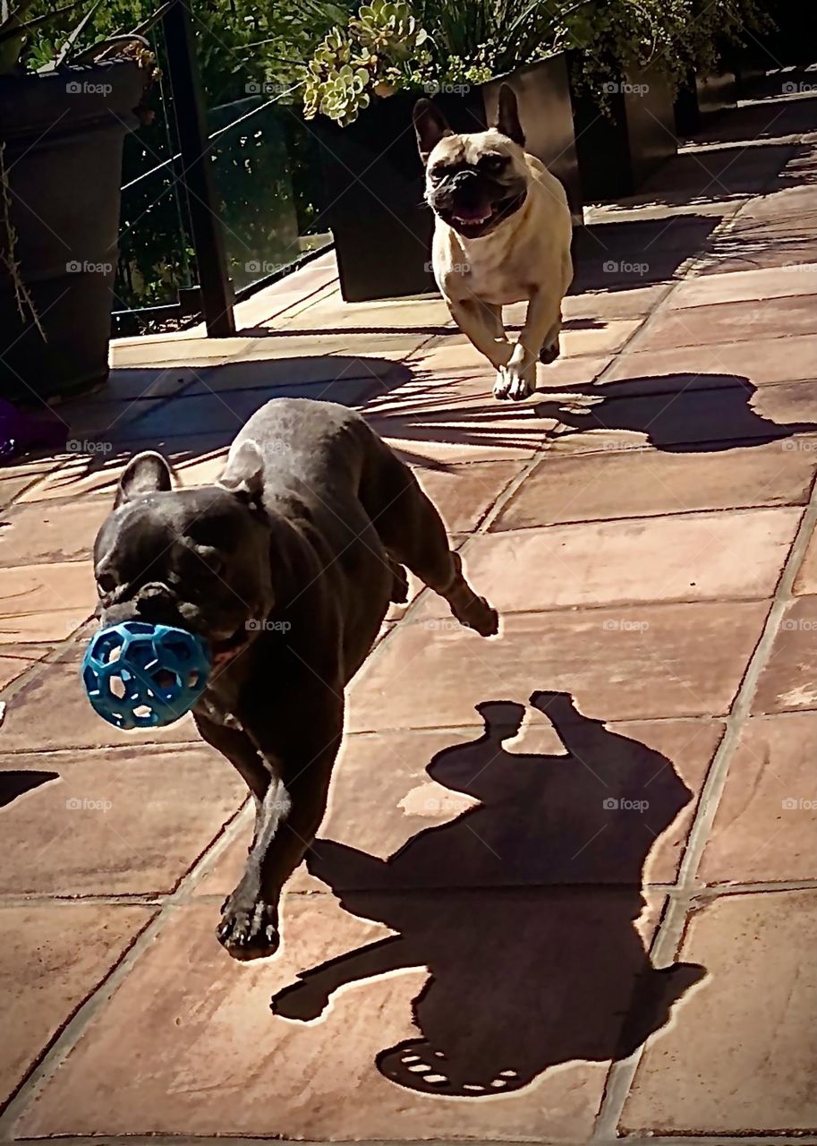 Foap Mission, Photo Of The Week! Amazing French Bulldogs At Play!