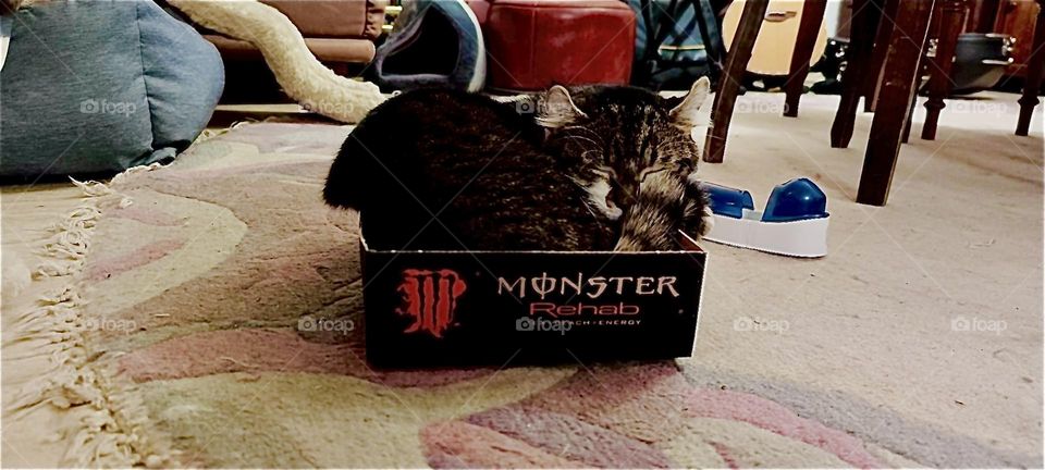 No „Monster“ lurks inside this designer box but an adorable  tomcat named „Roukey“ and this is his favorite place to snooze at the moment. He lives with his sister „Linda“ and two humans in beautiful „Bavaria“, Germany. 2023. Hypnotic Productions