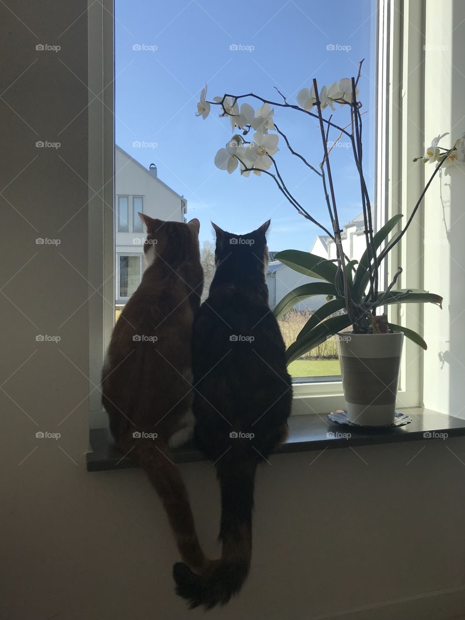 Couple of cats