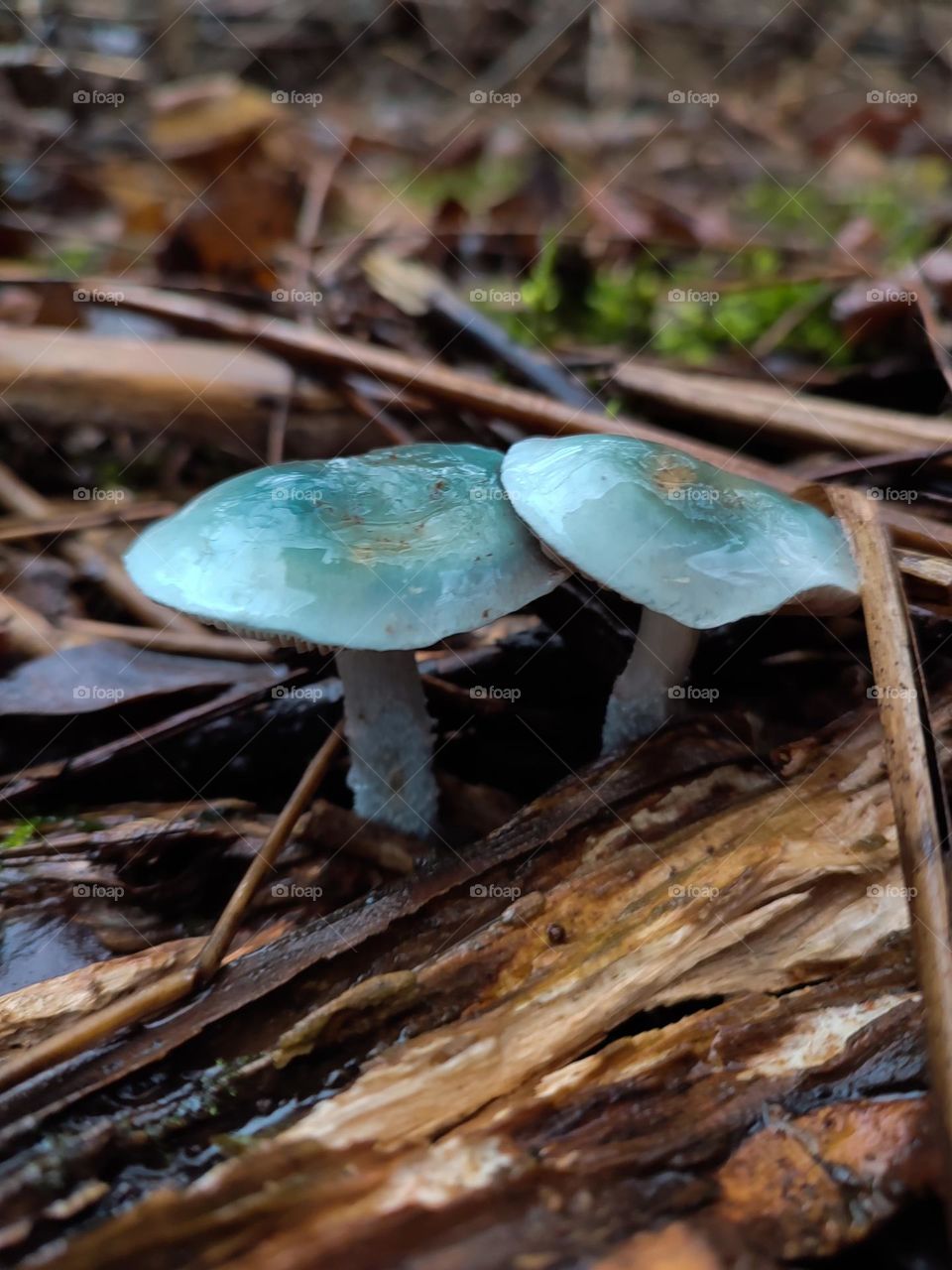 Blue mushrooms Stropharia aeruginosa in the forest, on the bark and moss background