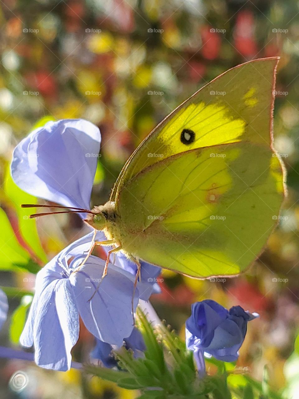 Closeup of the beautiful pale blue plumbago flower accented by a beautiful yellow butterfly illuminated by the sun with a colorful loropetalum shrub in the background.