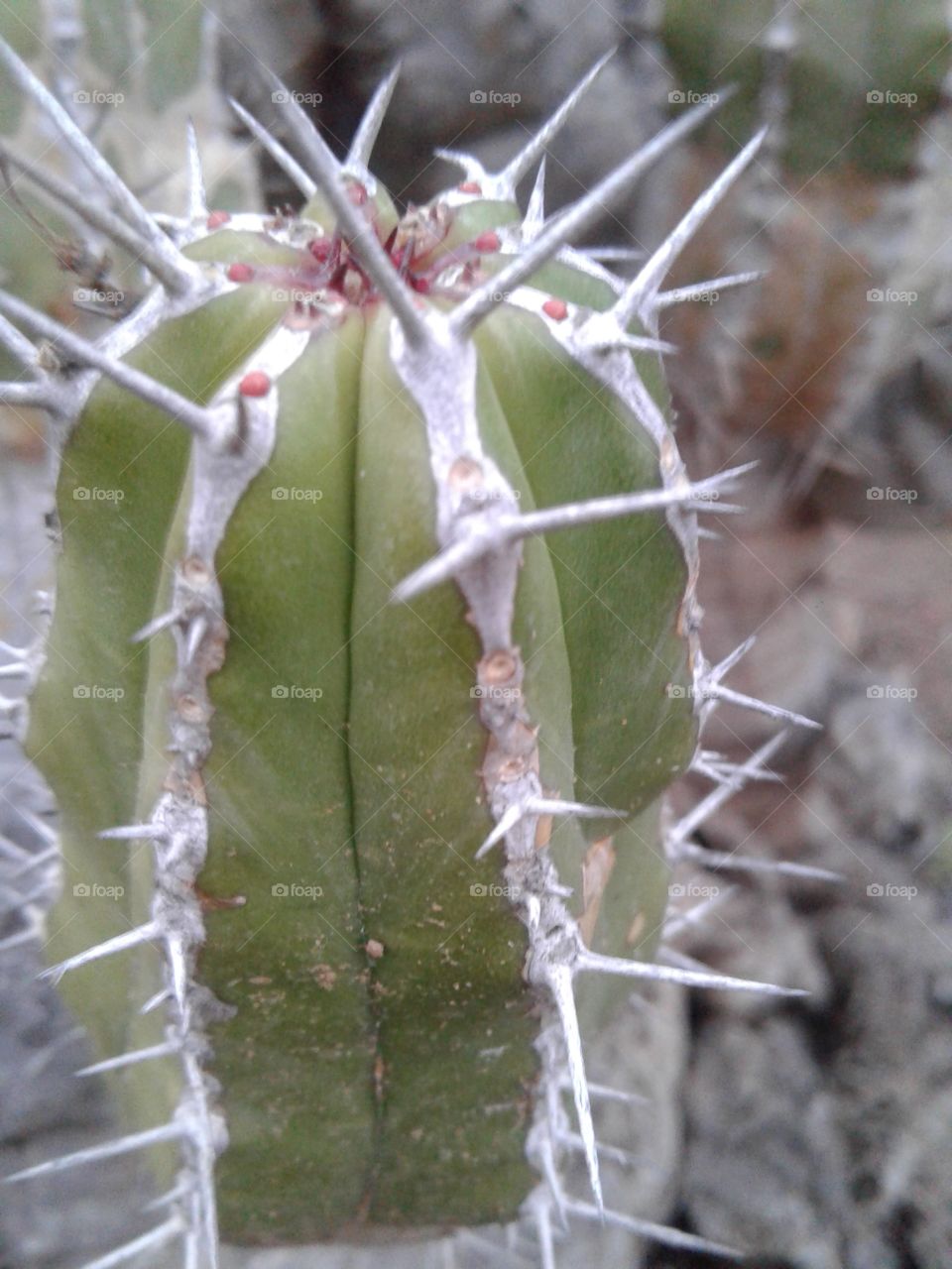 cactus