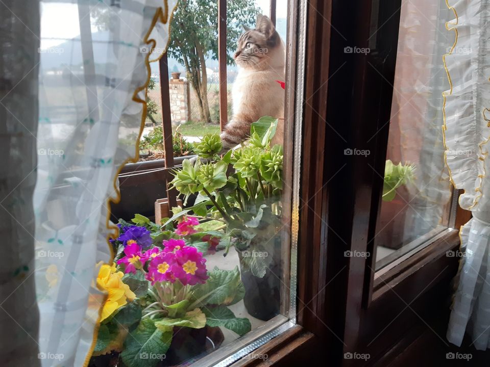 my cat Viola and the flowers