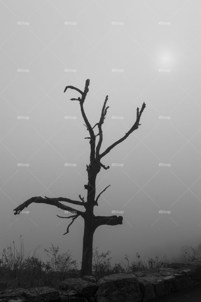 Dead Tree on a Foggy Morning