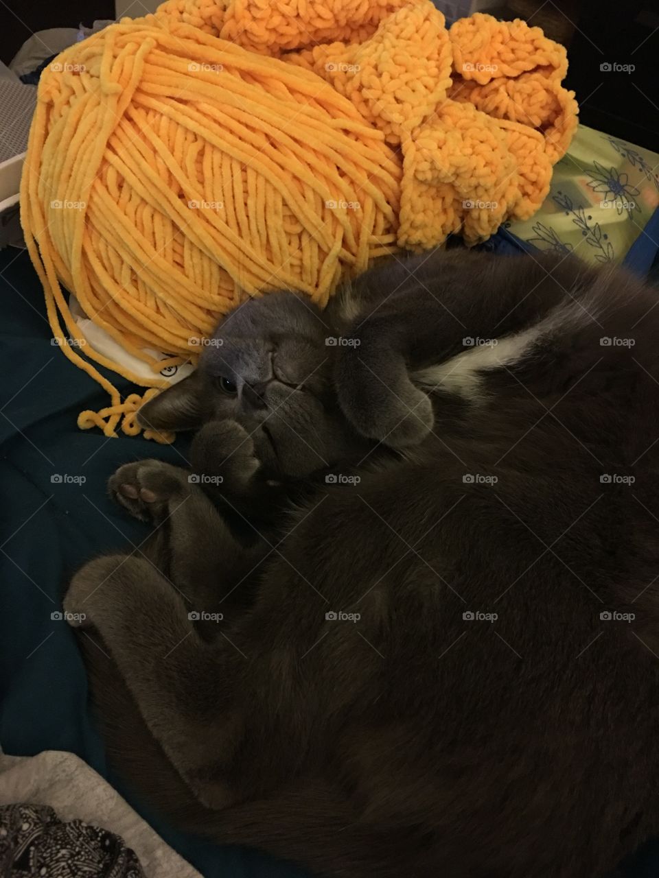 Cat laying by yarn