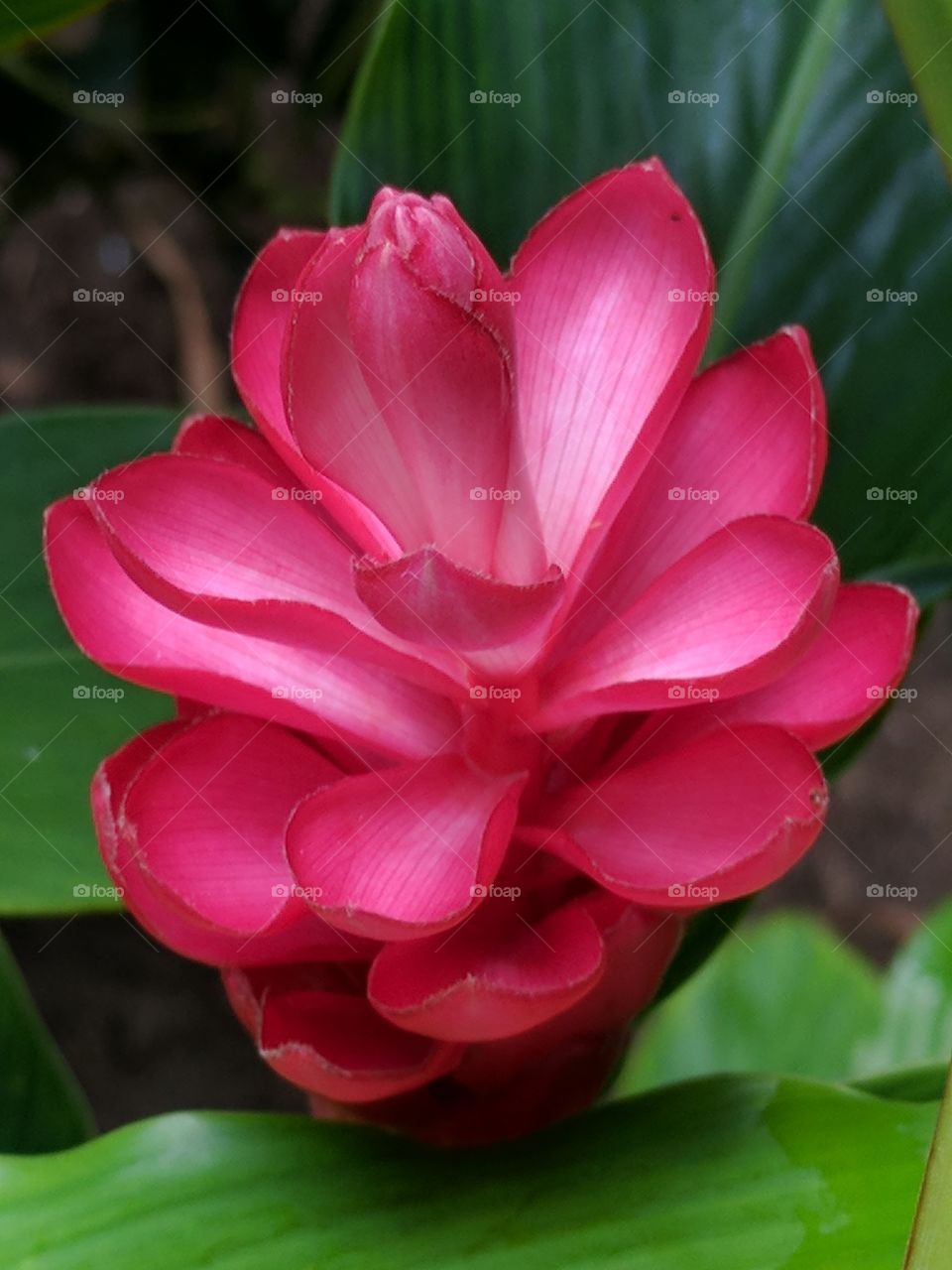 beautiful pink shell ginger flower