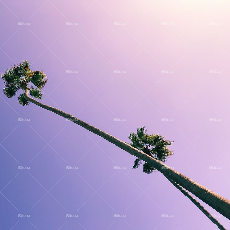 Purple Palm Trees 