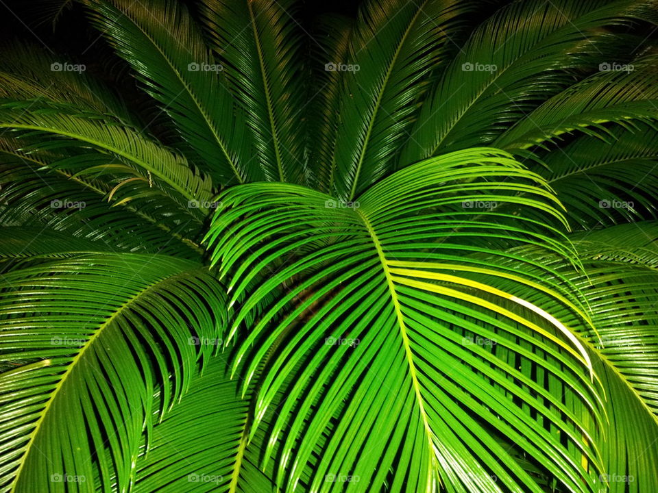 Sego Palm