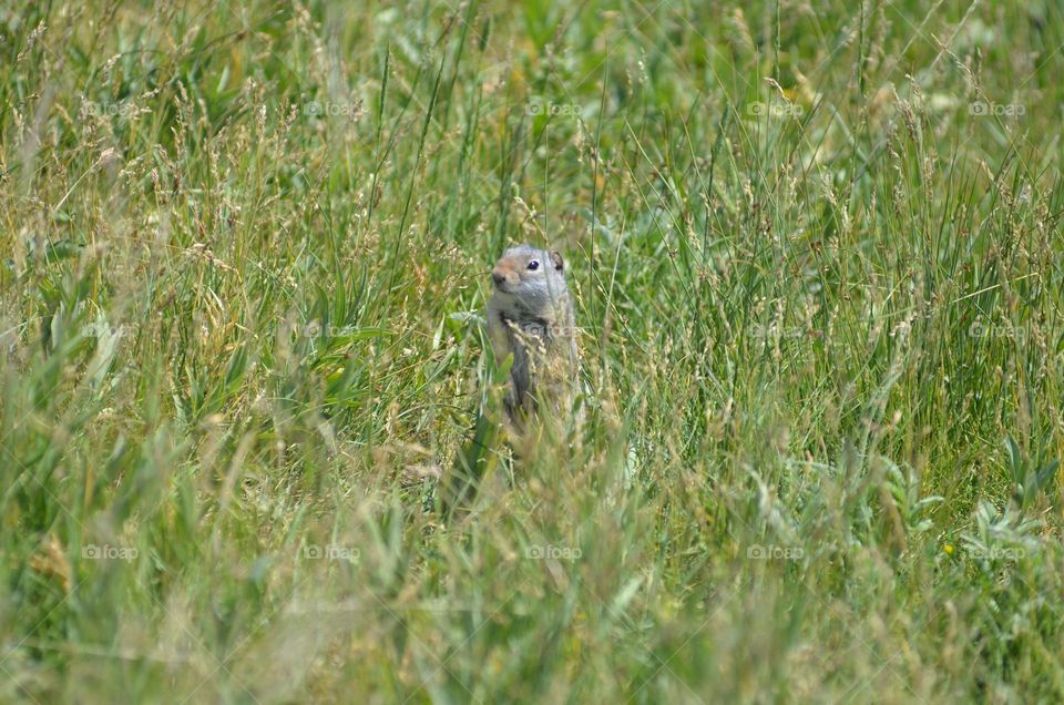 Peekaboo with a prairie dog 