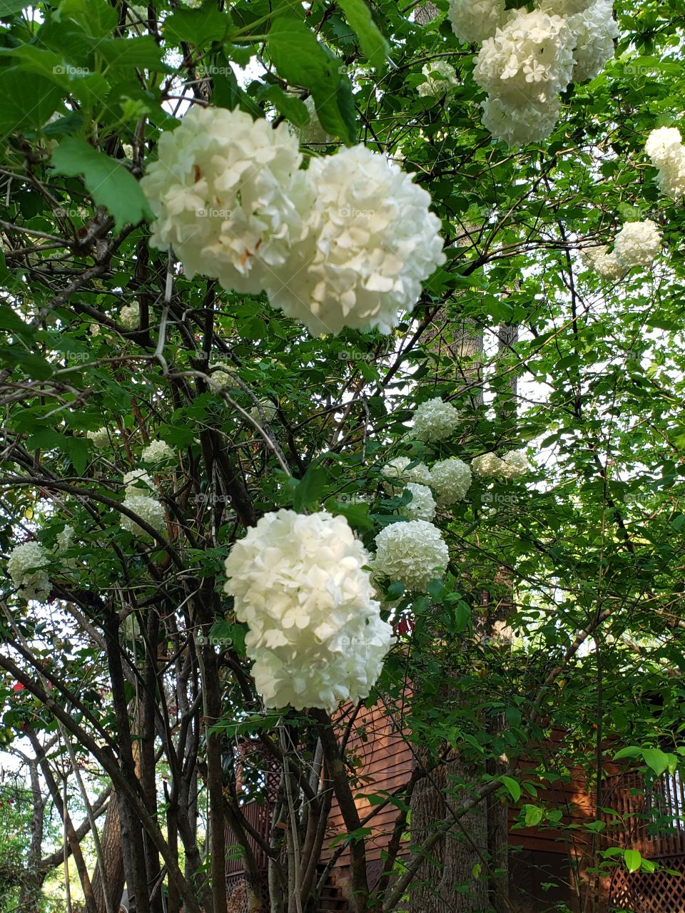 Snowball tree