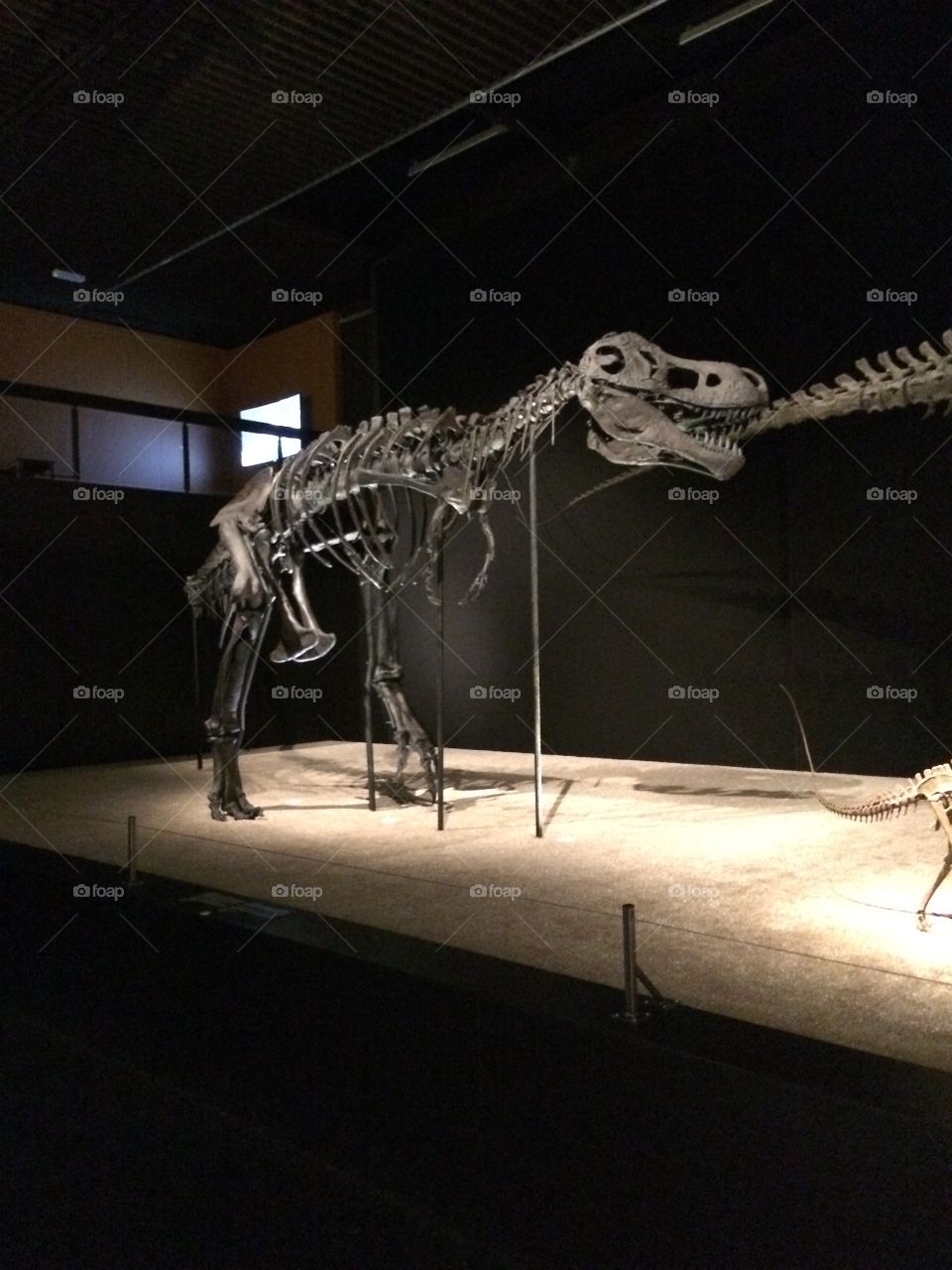 Illuminated dinosaur fossils on display at Geneva Museum
