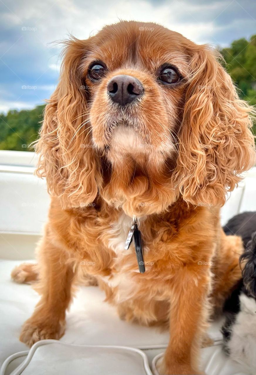 A handsome old Cavalier dog sitting on a boat 