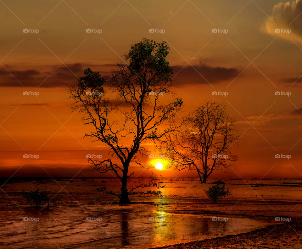 tree at tanjung beach