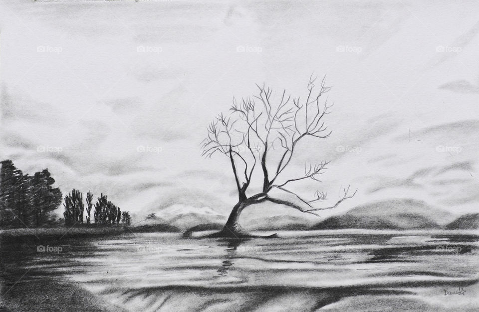 A black and white  drawing of the wanaka tree from New Zealand on a drawing paper with a pencil.