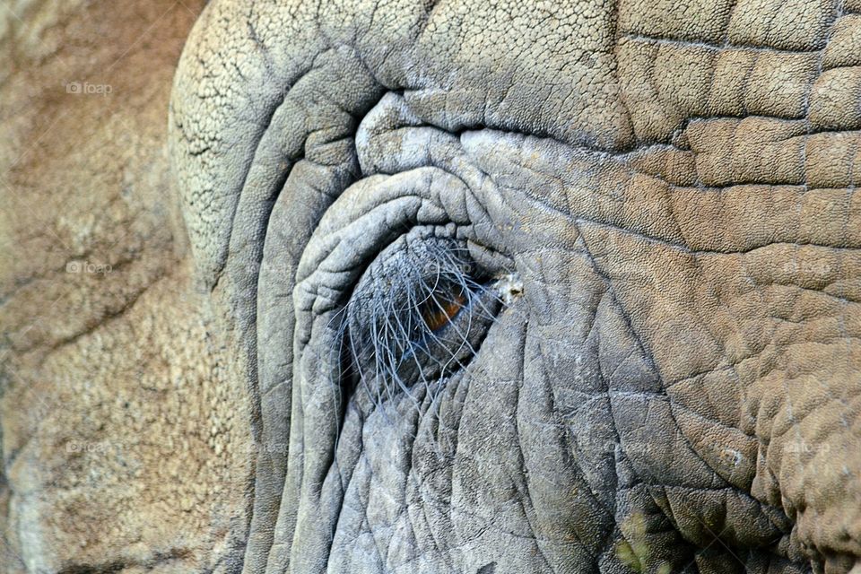 Elephant eye. A close up on an elephant eye