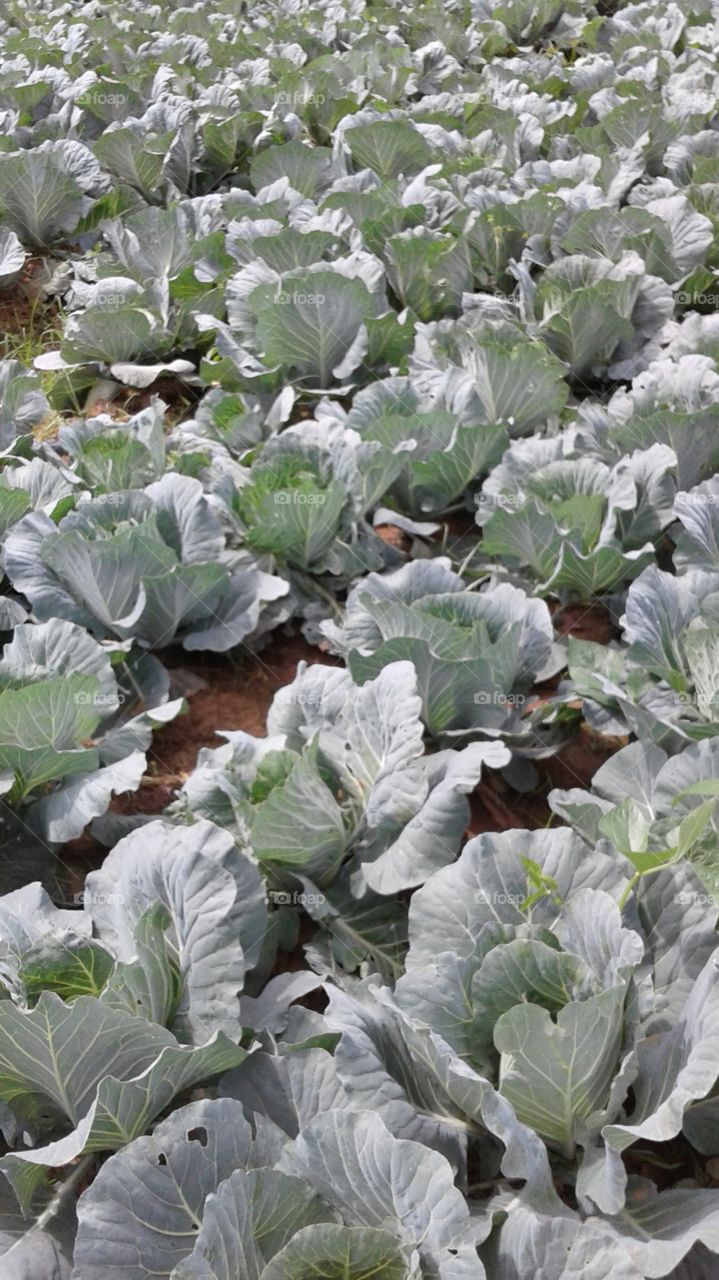 Cabbage  Species