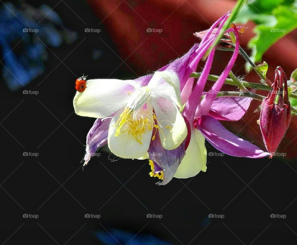 Flower with ladybug