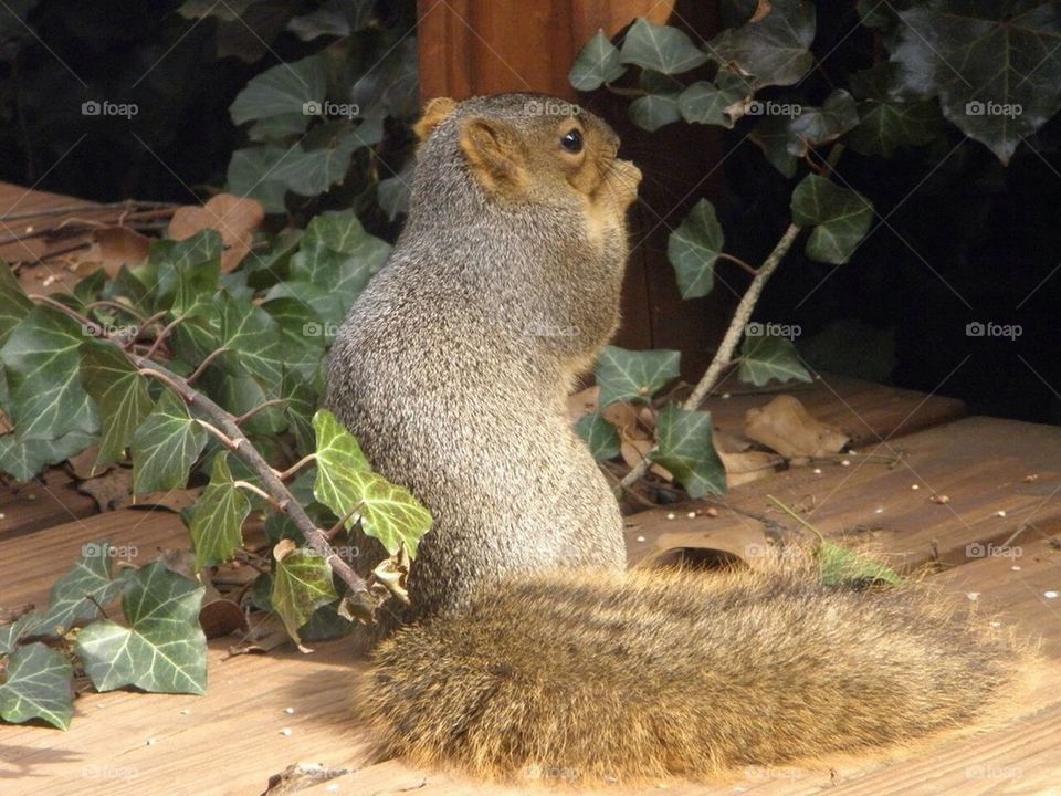 Squirrel Upclose