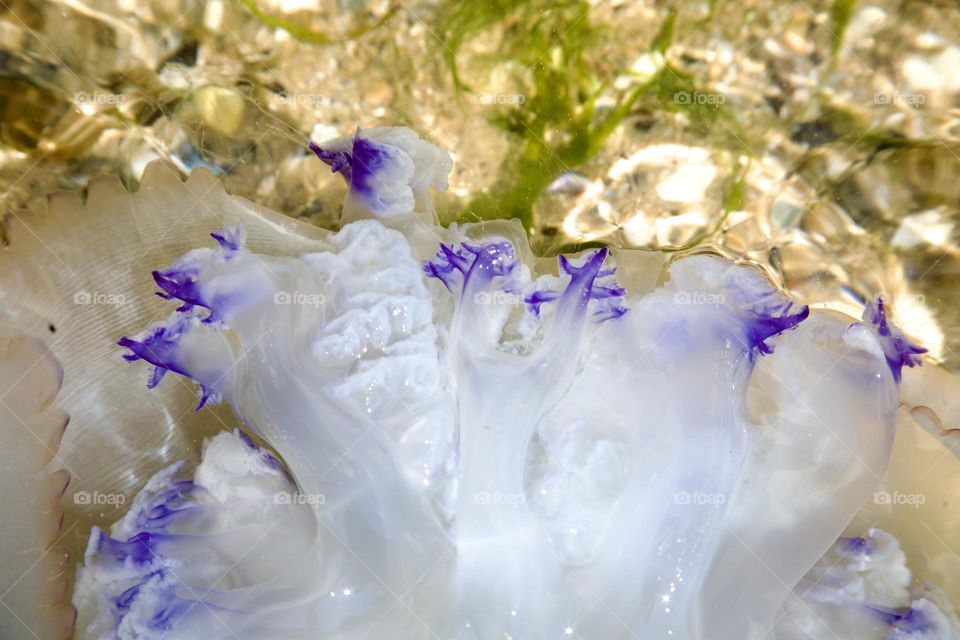 Медуза Корнерот -ее прозрачное тело как будто бы украшено изящными фиолетовыми узорами