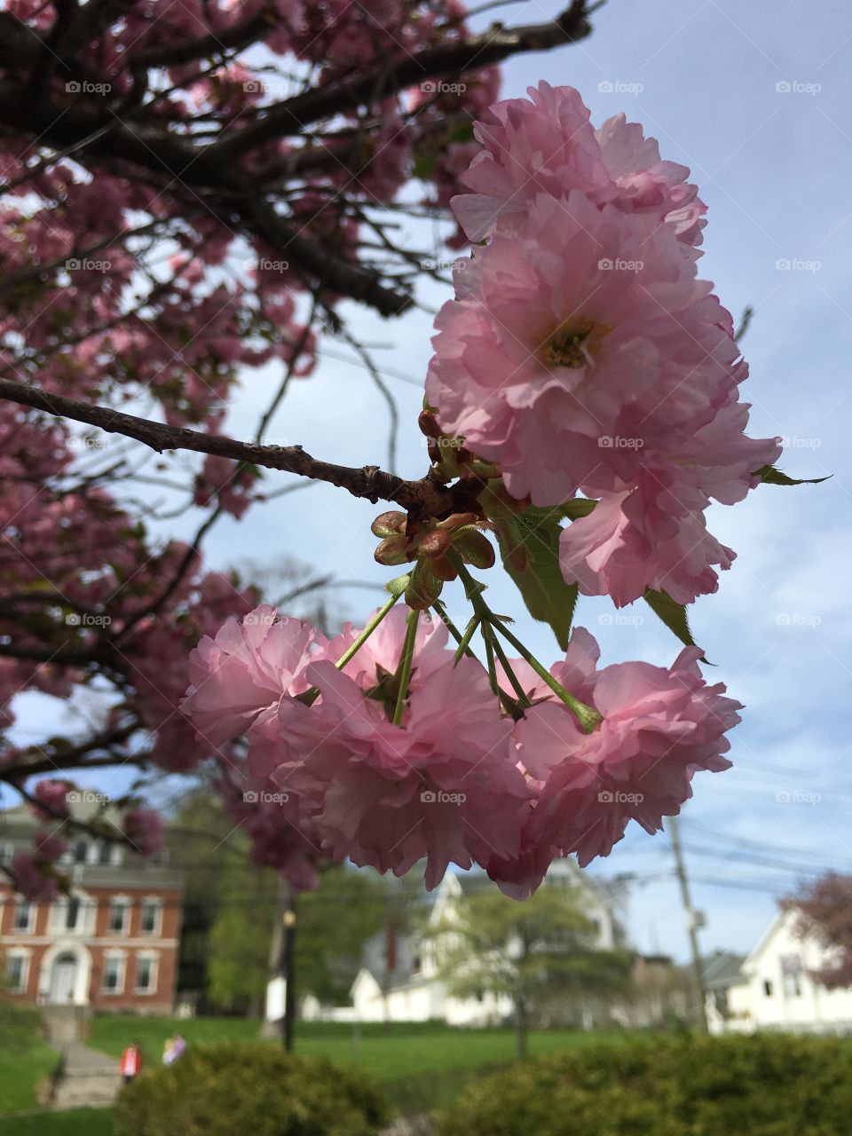 Blossoms in CT in early May