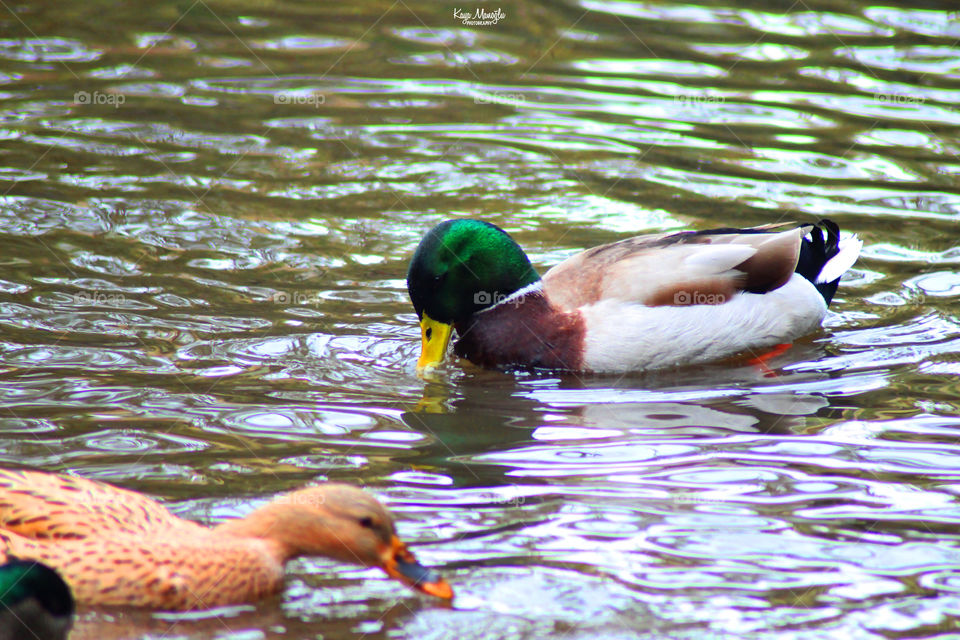 The Mallards