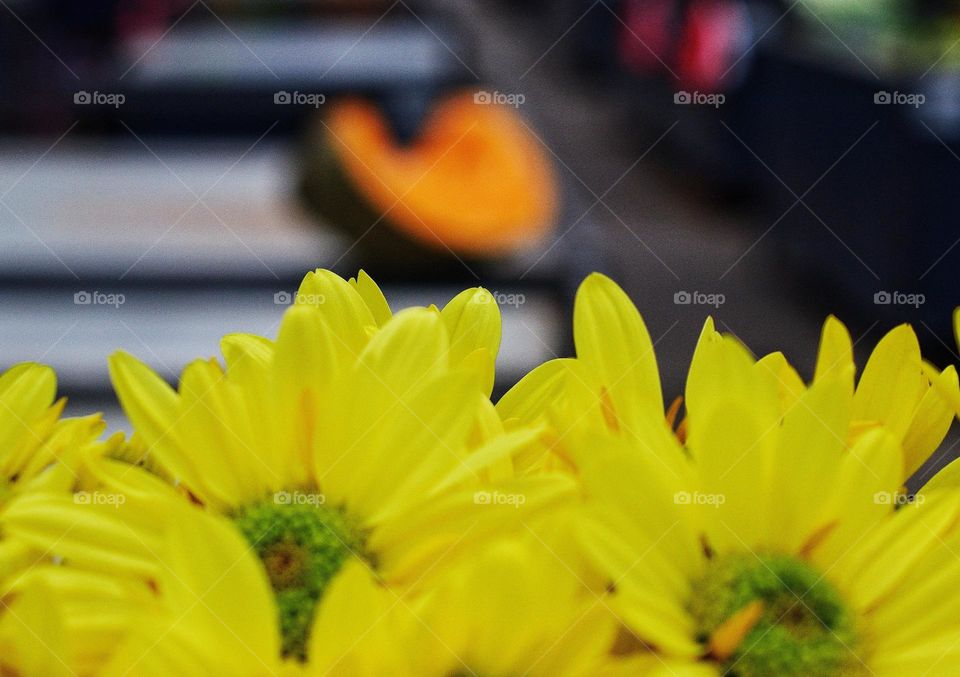 Yellow flowers