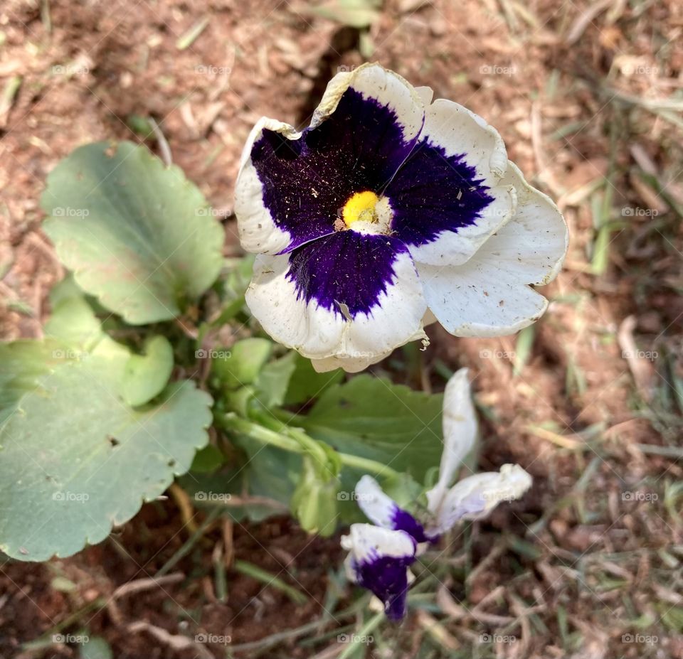 🌹 🇺🇸 Very beautiful flowers to brighten our day.  Live nature and its beauty. Did you like the delicate petals? / 🇧🇷 Flores muito bonitas para alegrar nosso dia. Viva a natureza e sua beleza. Gostaram das pétalas delicadas? 