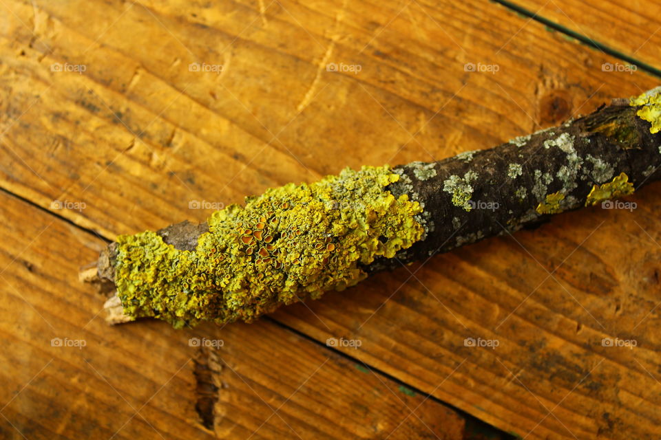 Moss and lichen on branch