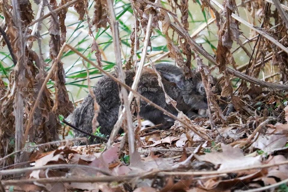 A wild rabbit in a wooded part of the city of Madrid