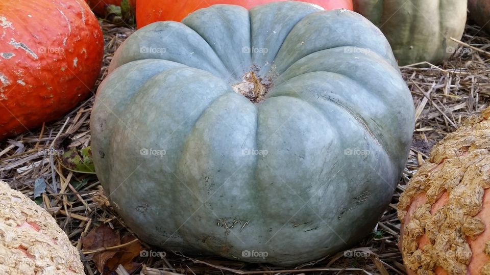 green pumpkin