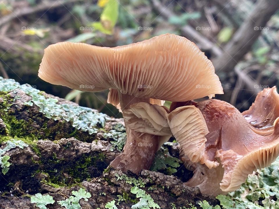 Two mushrooms on a lichen covered tree