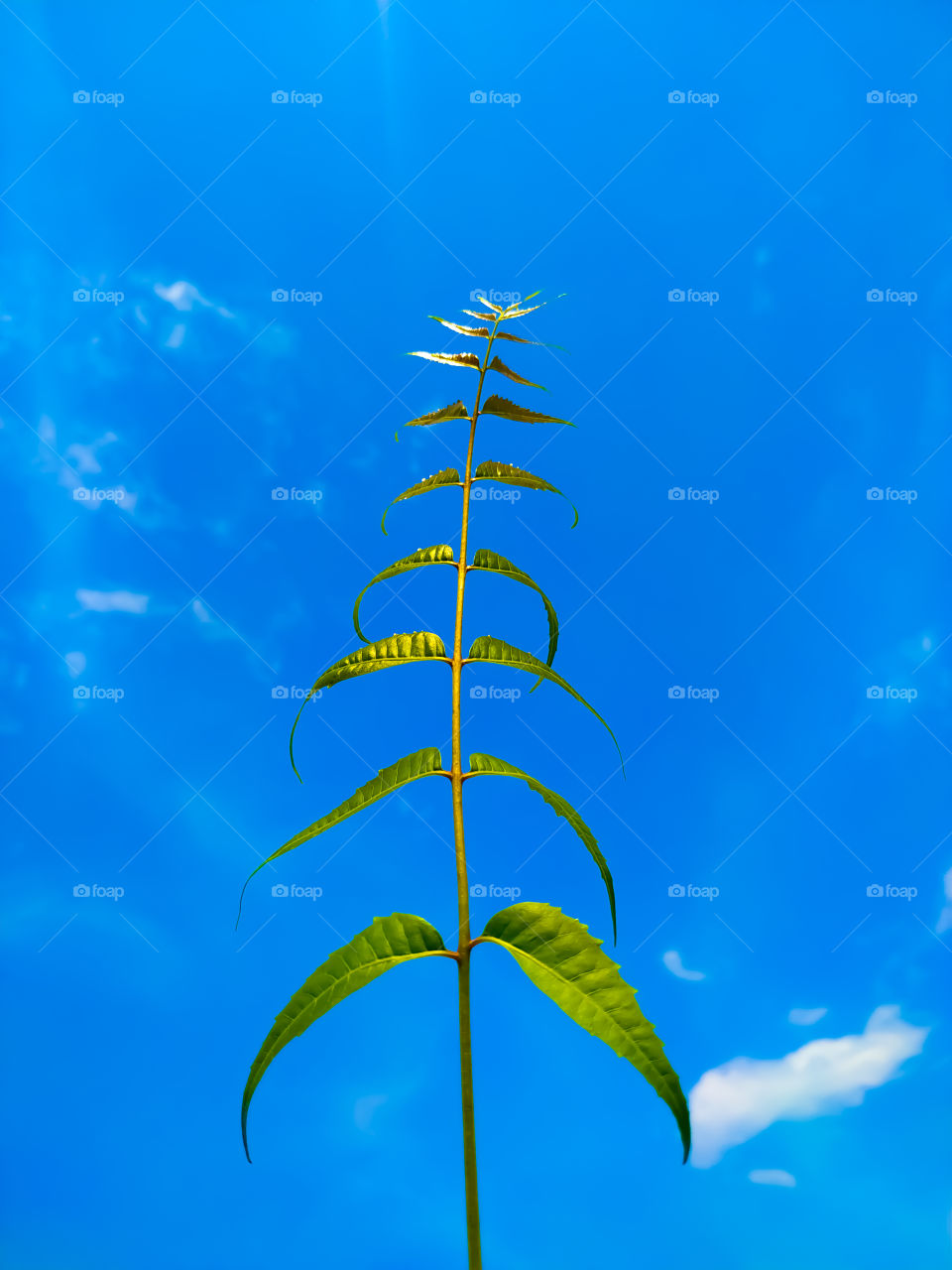 Beautiful Neem leaf on the background of blue sky