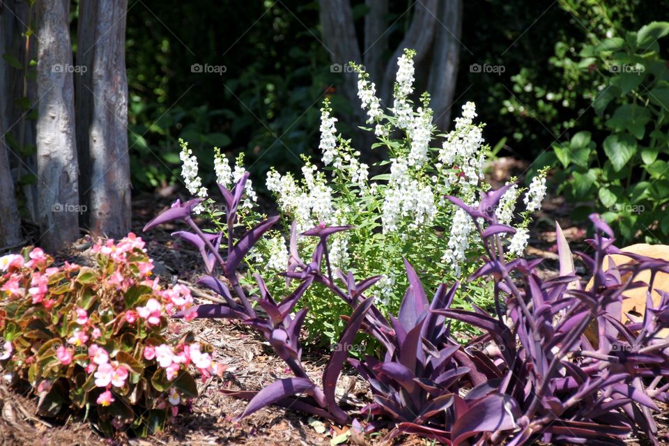 Variety of Plants