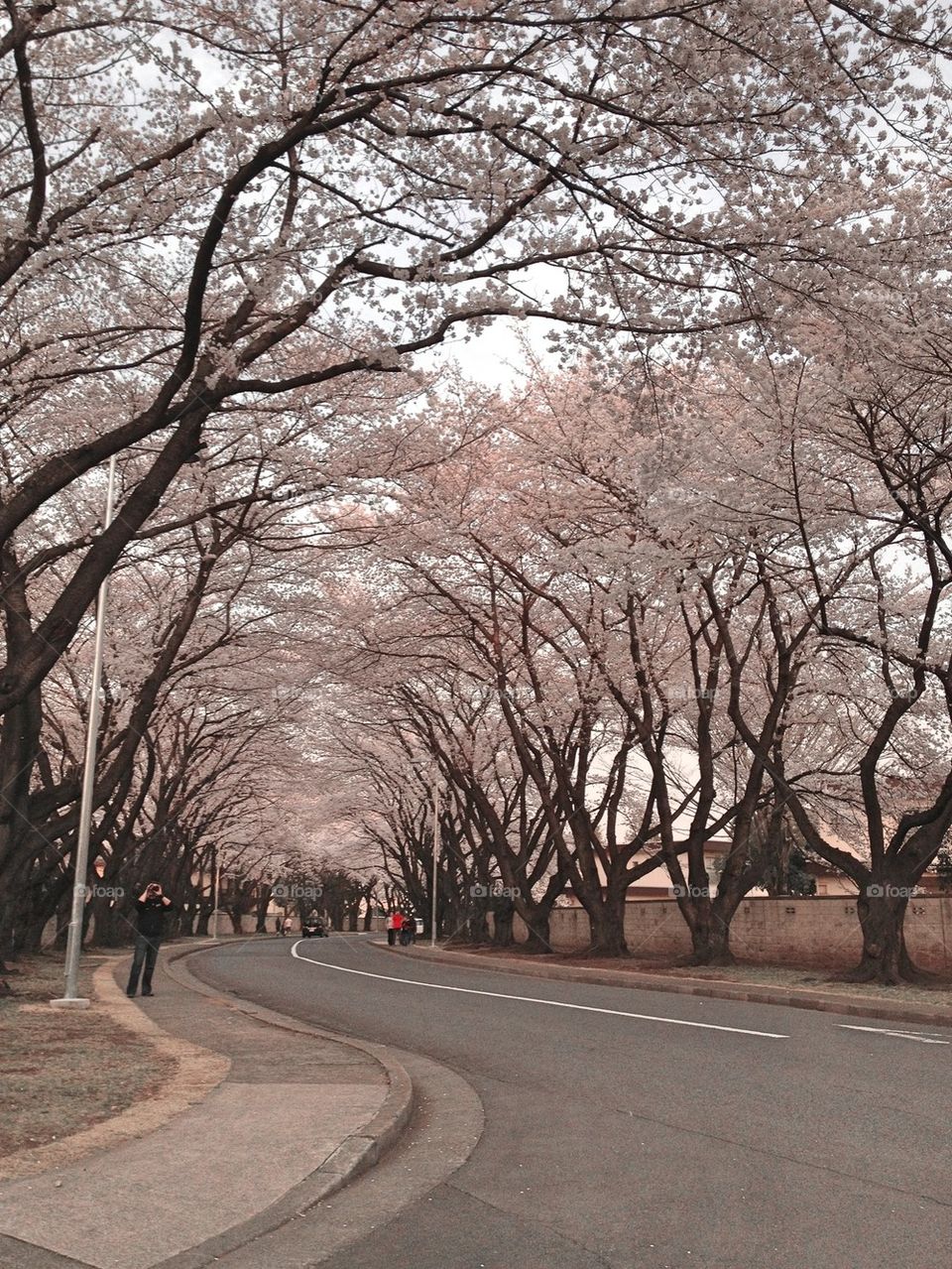 Cherry blossom boulevard unaltered