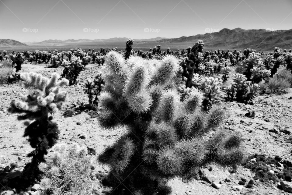 Cactus Palm Springs desert