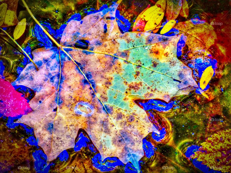 Fall beauty of a leaf in Indiana 