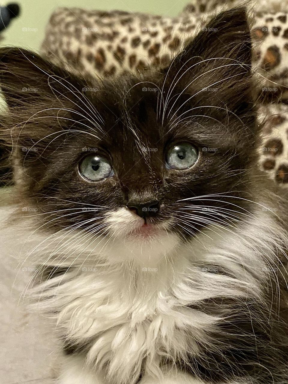 A cute fluffy black and white kitten