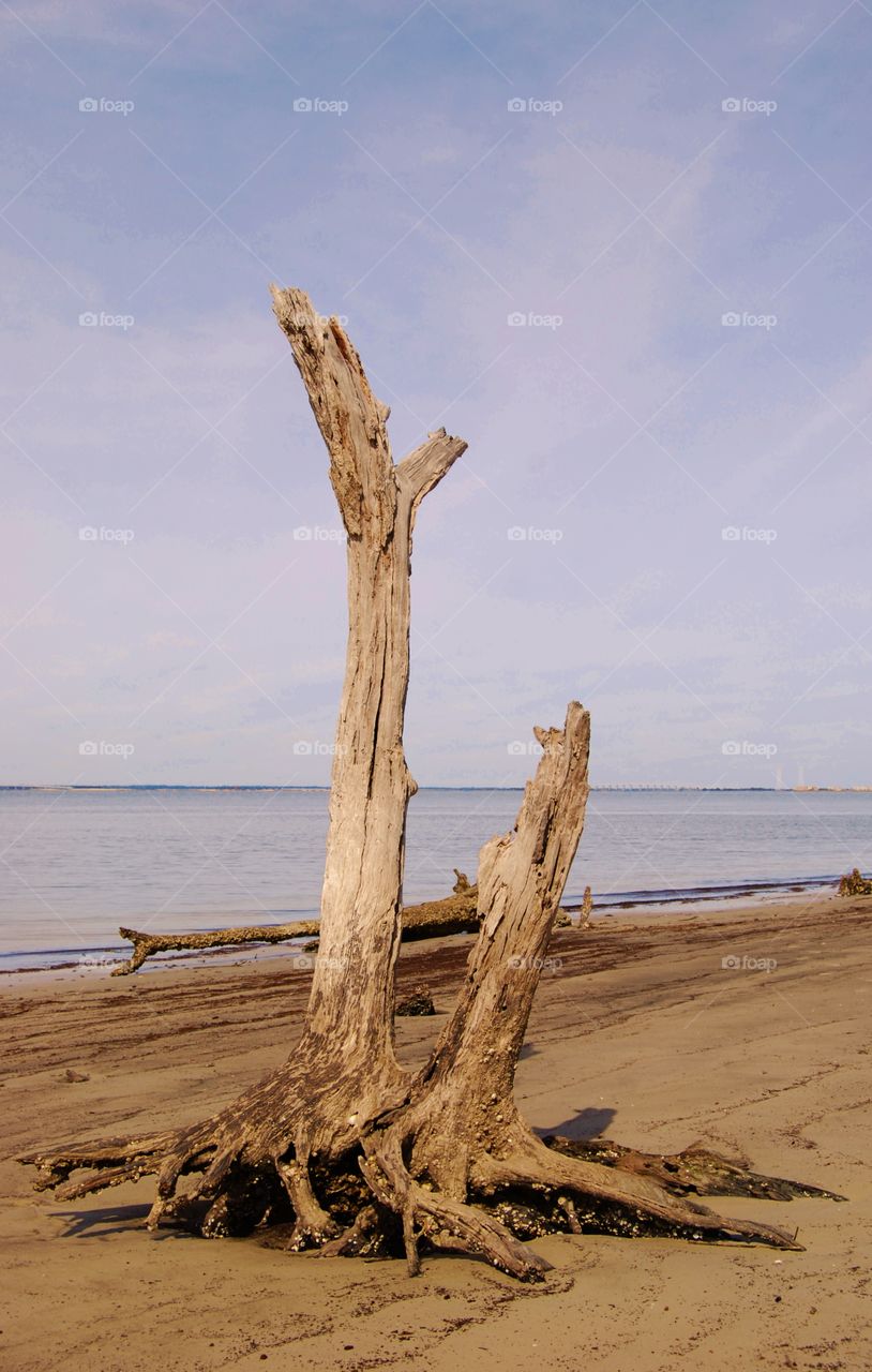 Drift wood on the beach
