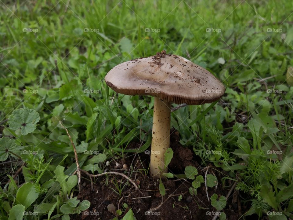Mushroom & Grass Floor, Nature, Castelo de Vide, Portugal
