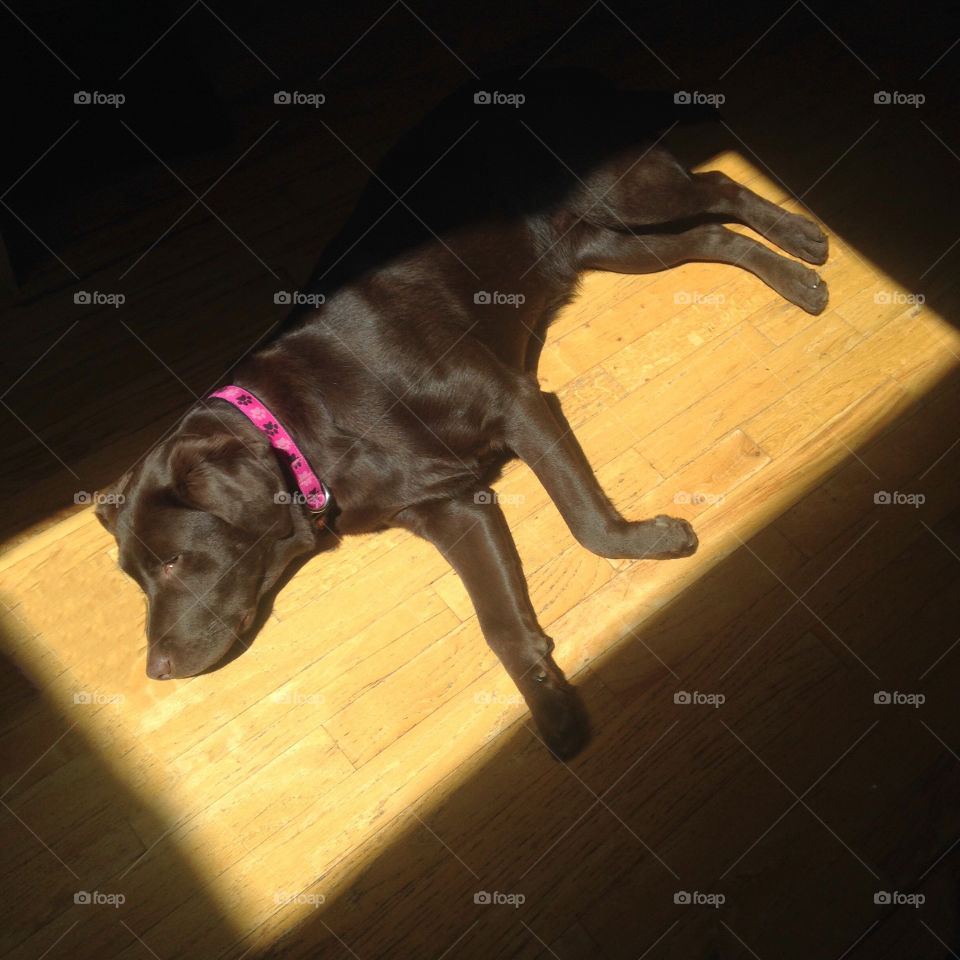Dog lying in a sunbeam shining through window 