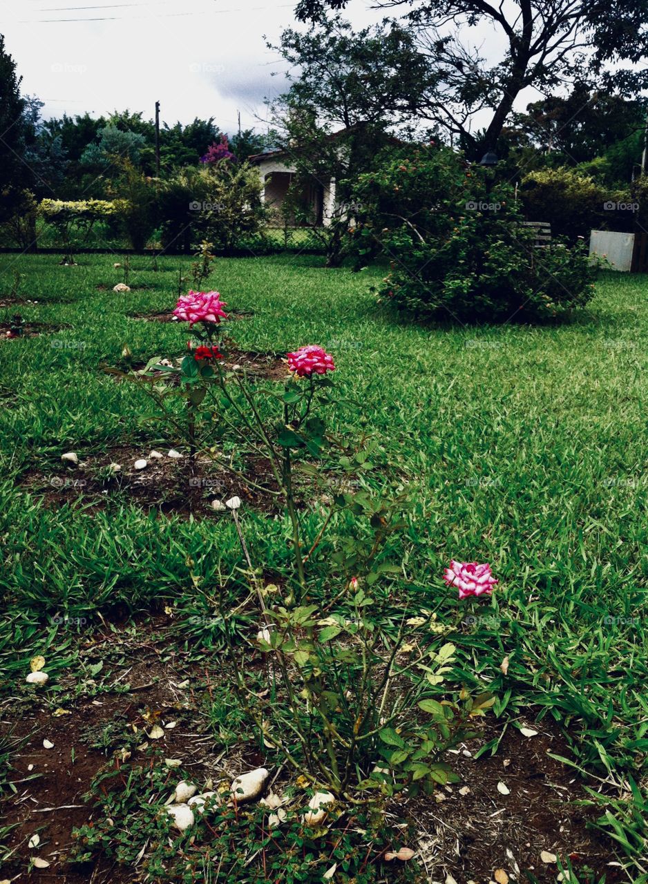Jardim com as rosas de cores fortes da nossa casa. Aliás, por essa gravura se vê que preciso cortar a grama. 