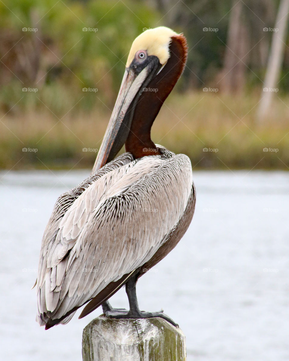 Brown Pelican standing on the dock