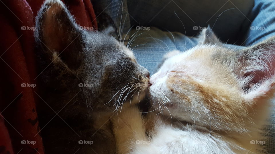 kissy kitties