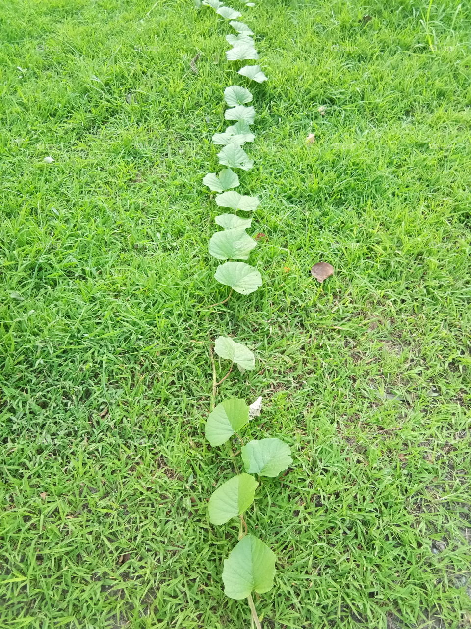 leaf
thailand
ground
green