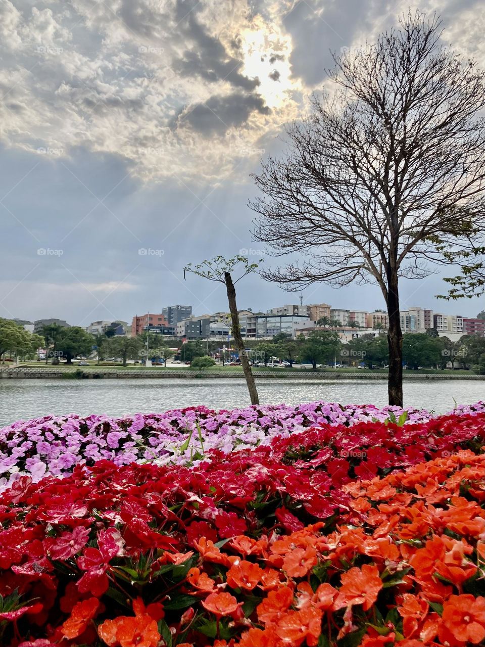 Spring! 🌹 🇺🇸 Very beautiful flowers to brighten our day.  Live nature and its beauty. Did you like the delicate petals? / 🇧🇷 Flores muito bonitas para alegrar nosso dia. Viva a natureza e sua beleza. Gostaram das pétalas delicadas? 