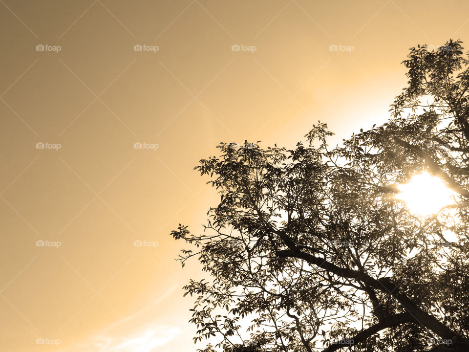 sunlight across tree with small sunbeam in high section angle view