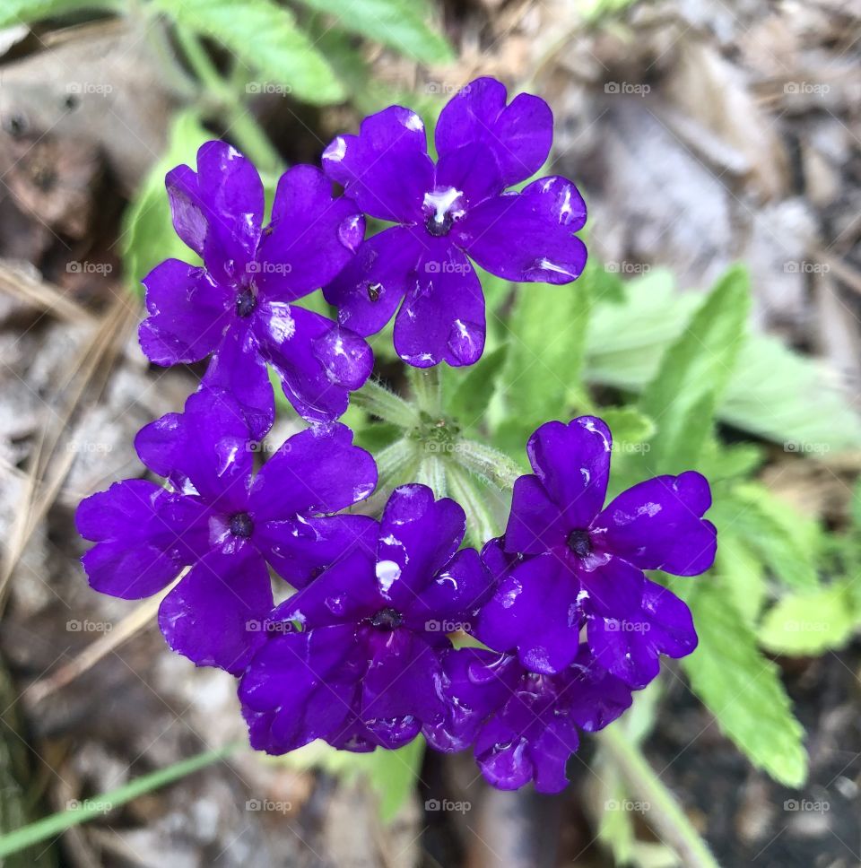 Deep purple flowers wet with rain