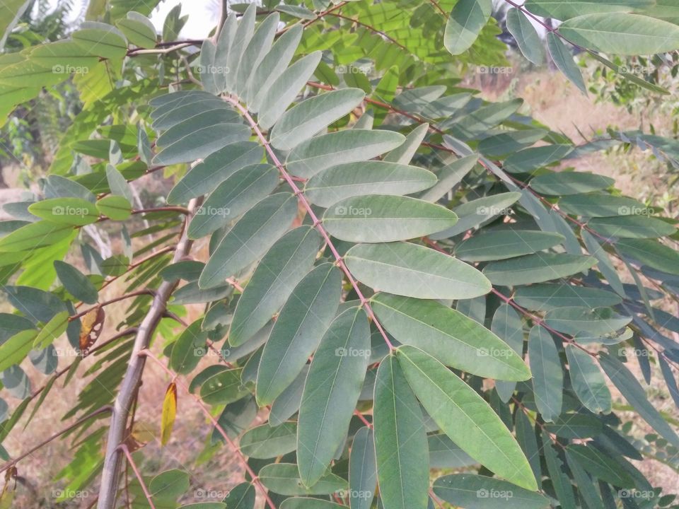 a beautiful plant who looking beautiful leafs.
